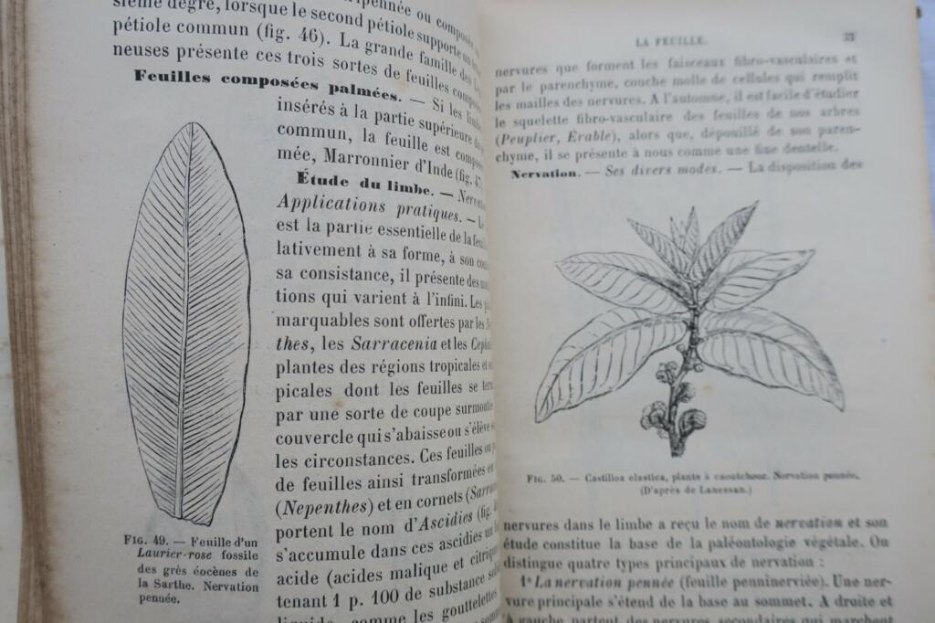 Botany Textbook 1883: Organography & Natural Families