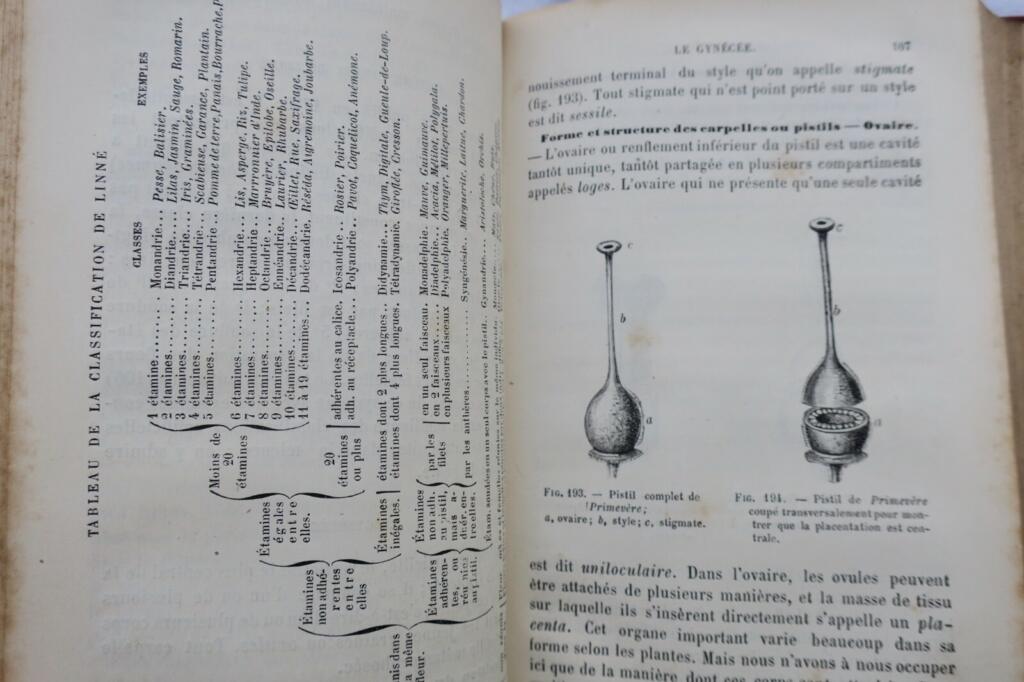 Botany Textbook 1883: Organography & Natural Families