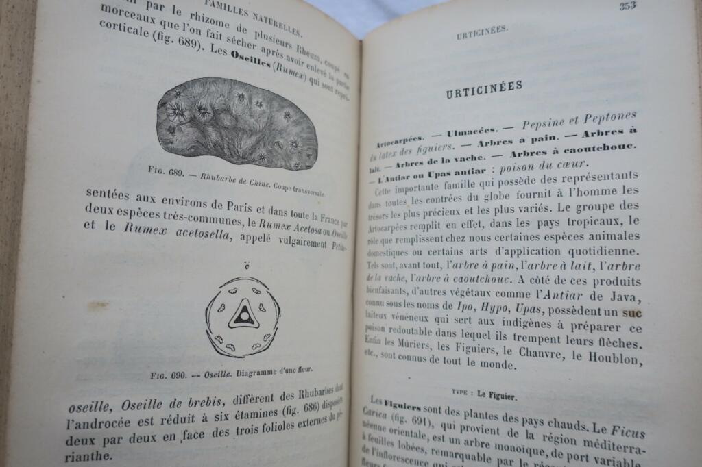 Botany Textbook 1883: Organography & Natural Families