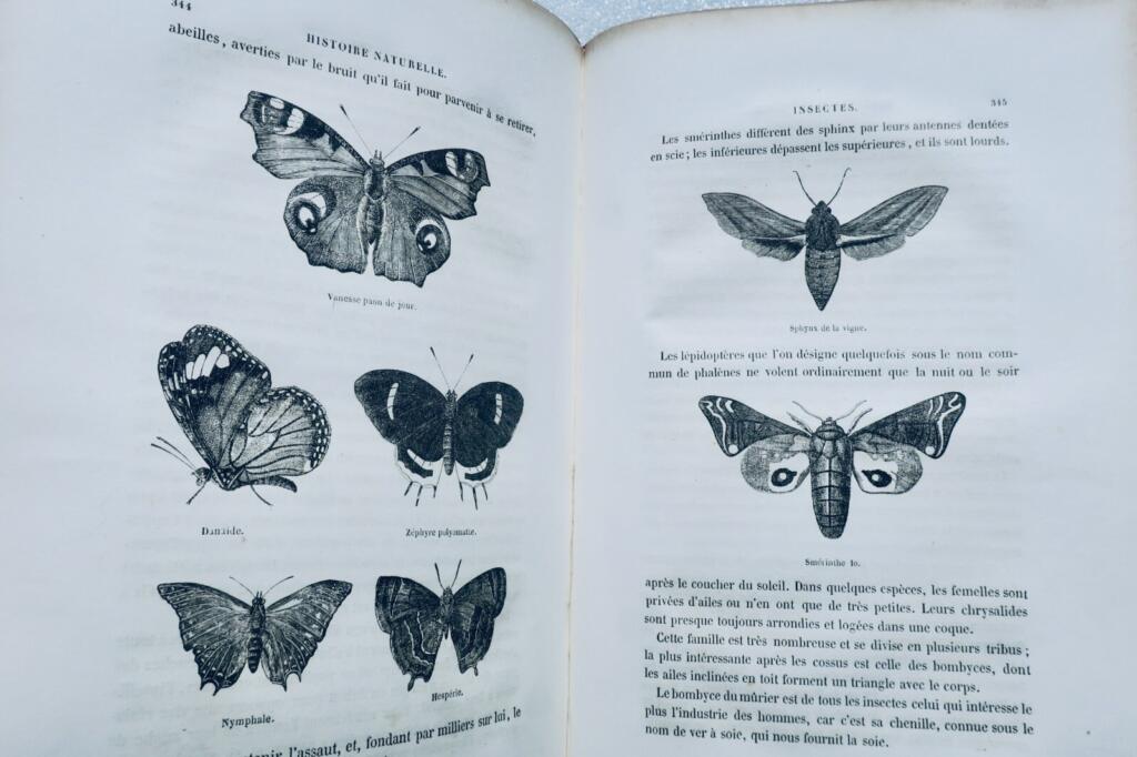 BUFFON Histoire naturelle racontée a la jeunesse ou exposé des insectes