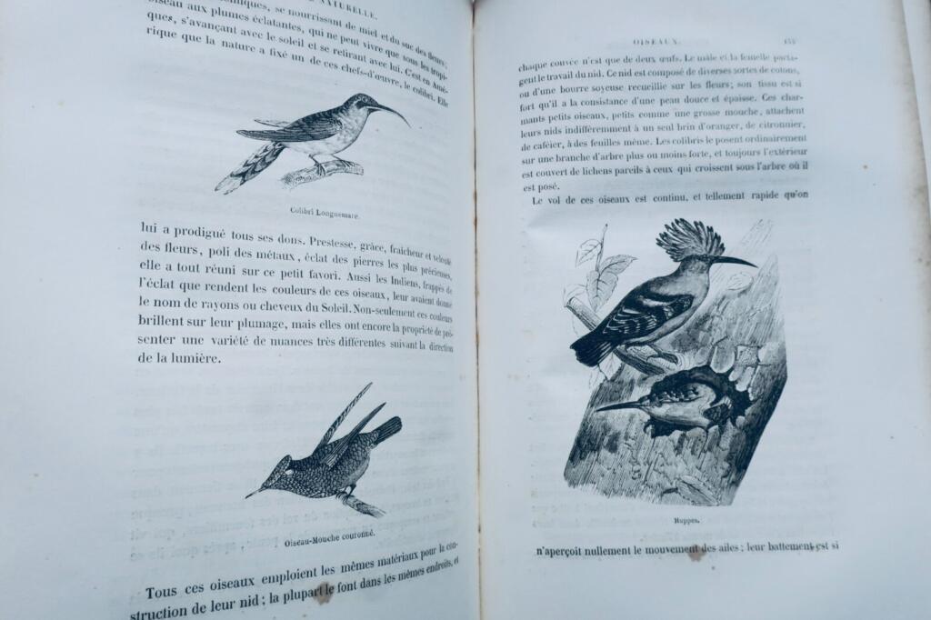 BUFFON Histoire naturelle racontée a la jeunesse ou exposé des insectes