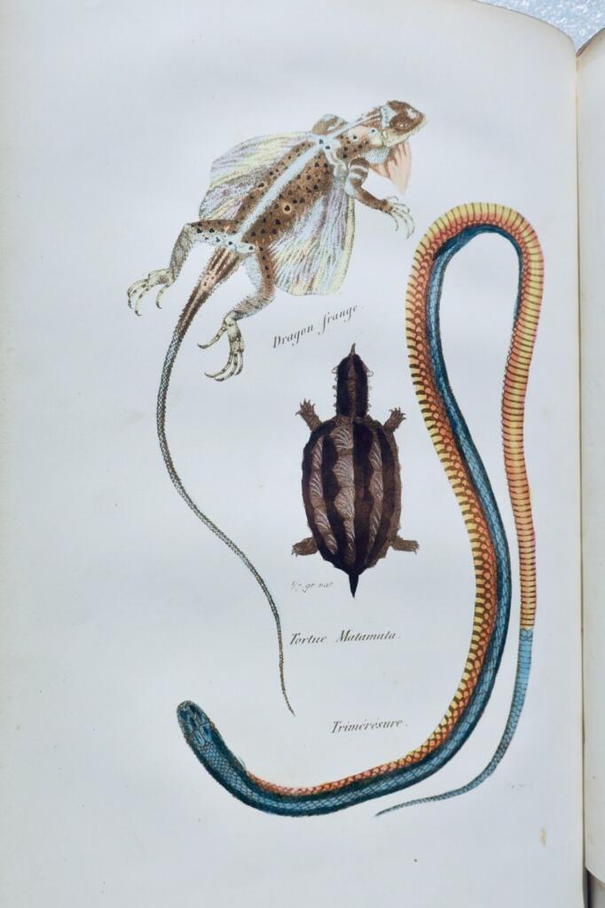 BUFFON Histoire naturelle racontée a la jeunesse ou exposé des insectes