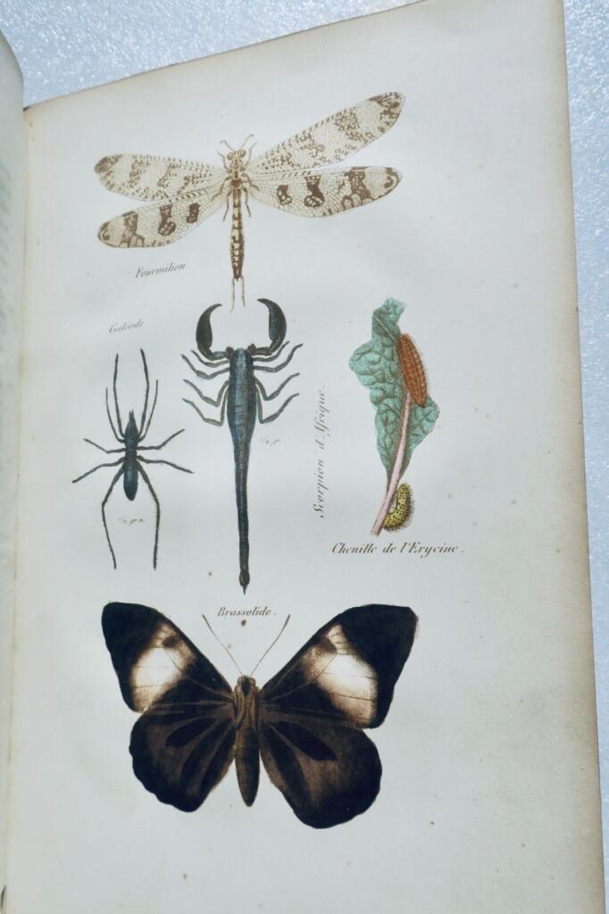 BUFFON Histoire naturelle racontée a la jeunesse ou exposé des insectes