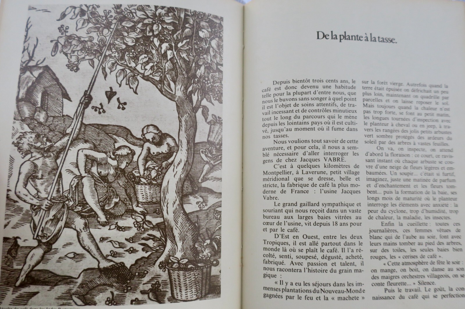 Coffee Delights: Recipes and History – Image 10