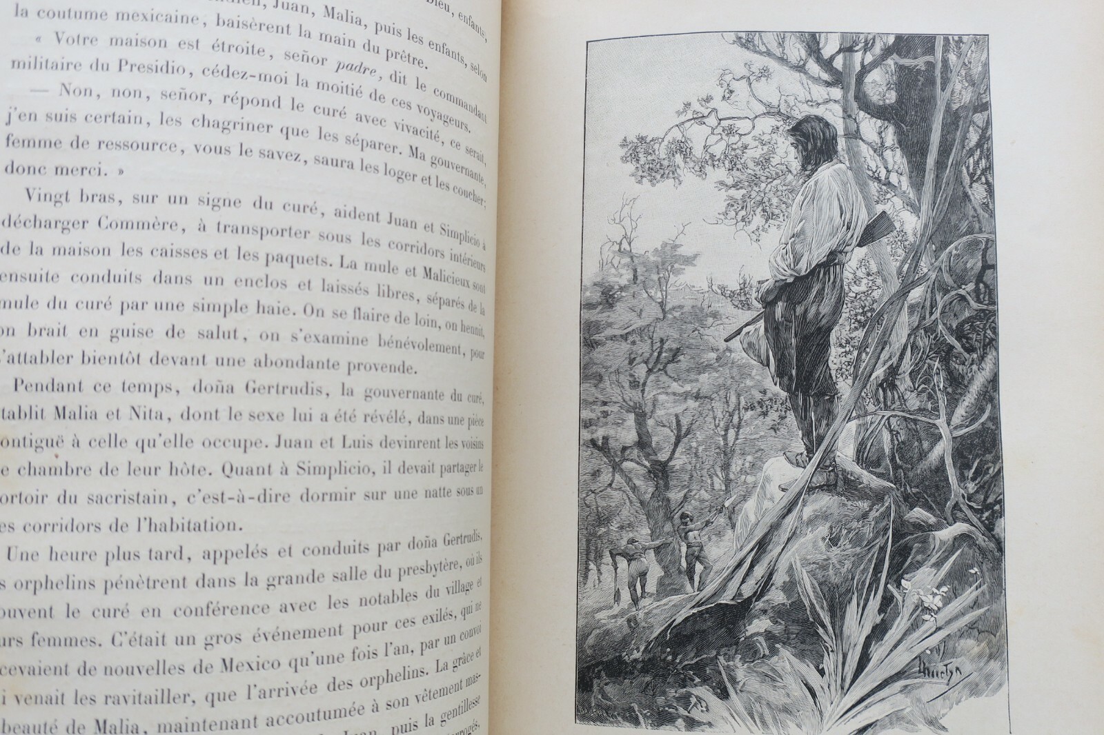Biarts Kolibrital, 1896 - Image 4