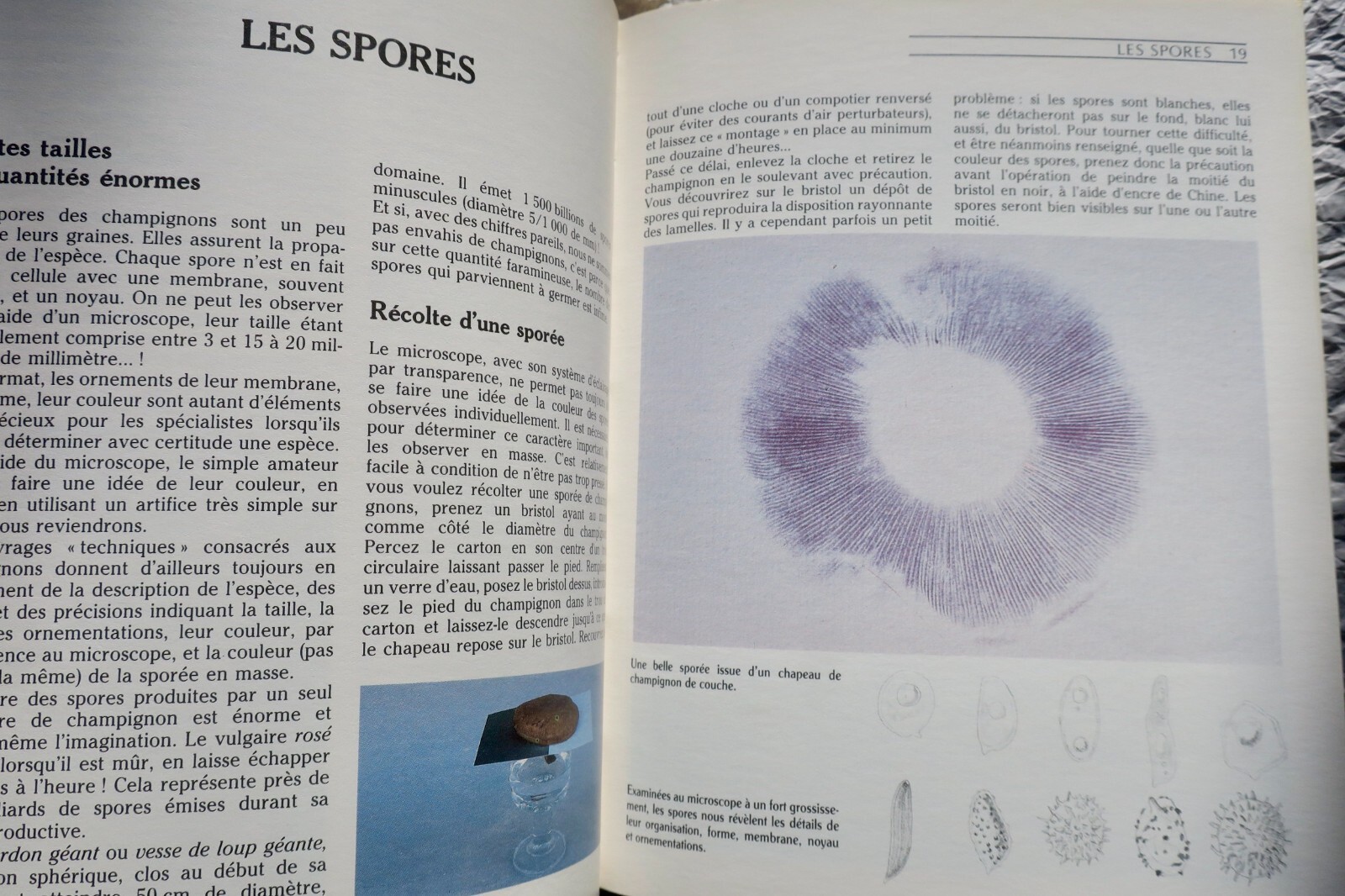 Mushroom Guide: Identification, Cultivation & Cooking - Image 8