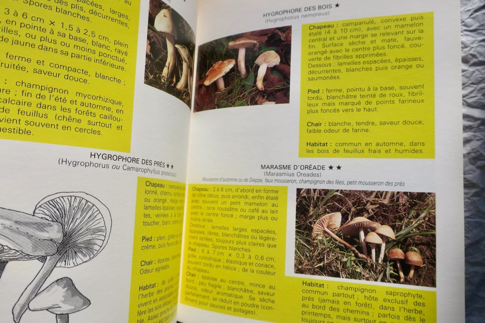 Mushroom Guide: Identification, Cultivation & Cooking - Image 5