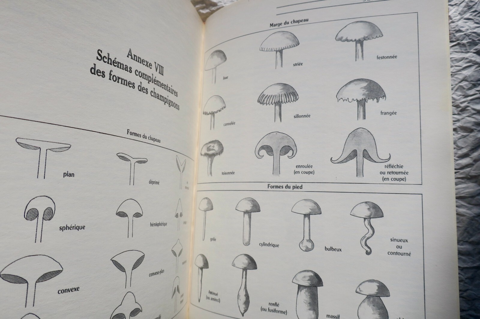 Mushroom Guide: Identification, Cultivation & Cooking - Image 9