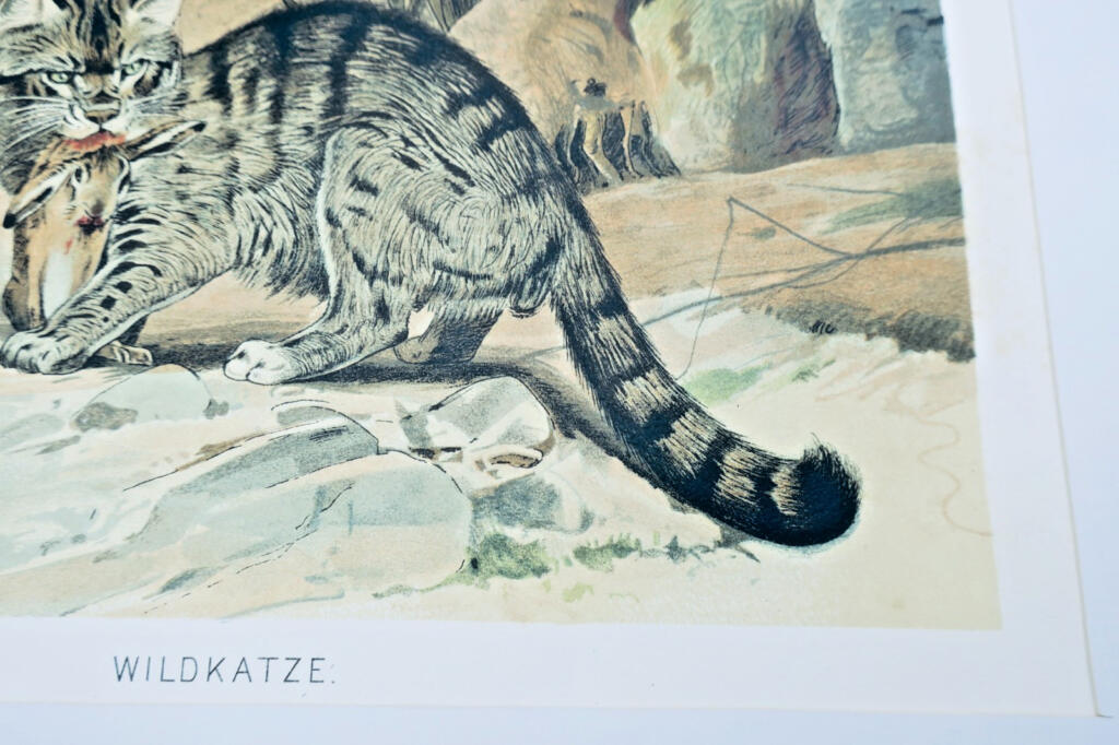 Wild Chariot - Color Chromolithograph