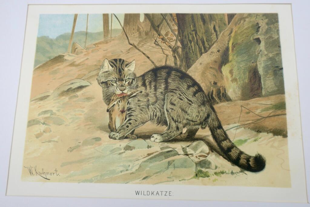 Wild Chariot - Color Chromolithograph