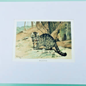 char sauvage estampe couleurs Chromolithographie