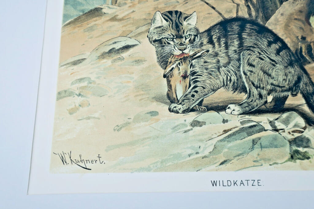 Wild Chariot - Color Chromolithograph