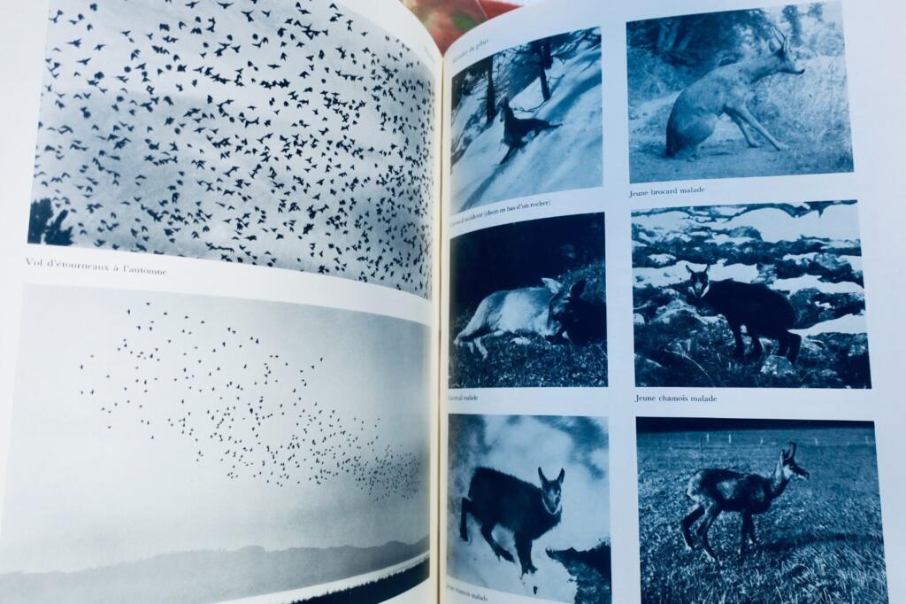Luxuriöses Jagd-Enzyklopädie mit seltenen Illustrationen