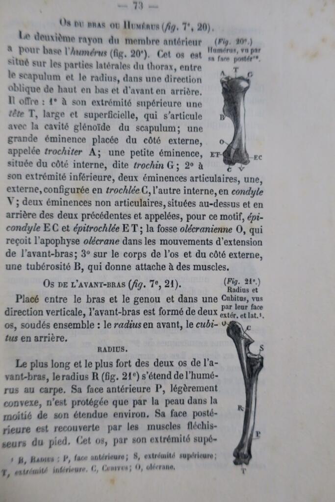Equestrian Training Manual for Officers