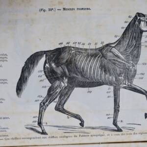 cheval Cours d’hippologie a l’usage de MM. les officiers de l’armée 1885
