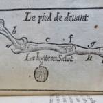 Cheval LE GRAND MARÉCHAL EXPERT ET FRANÇOIS 17ème