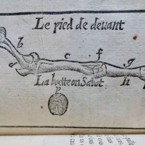 Cheval LE GRAND MARÉCHAL EXPERT ET FRANÇOIS 17ème