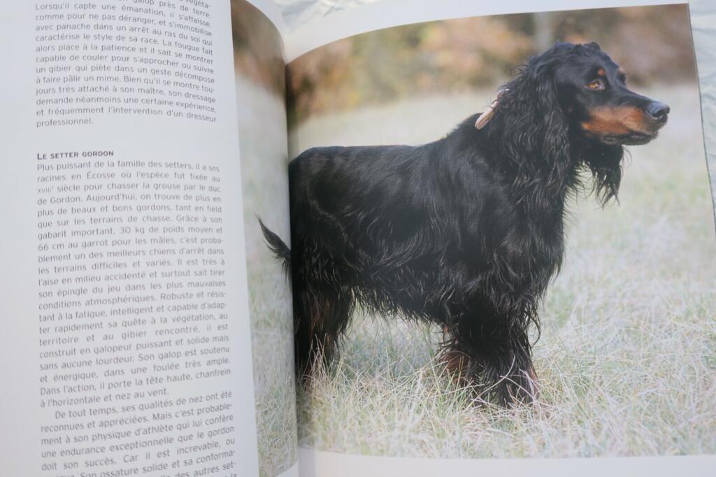 Überblick über Jagdhunde
