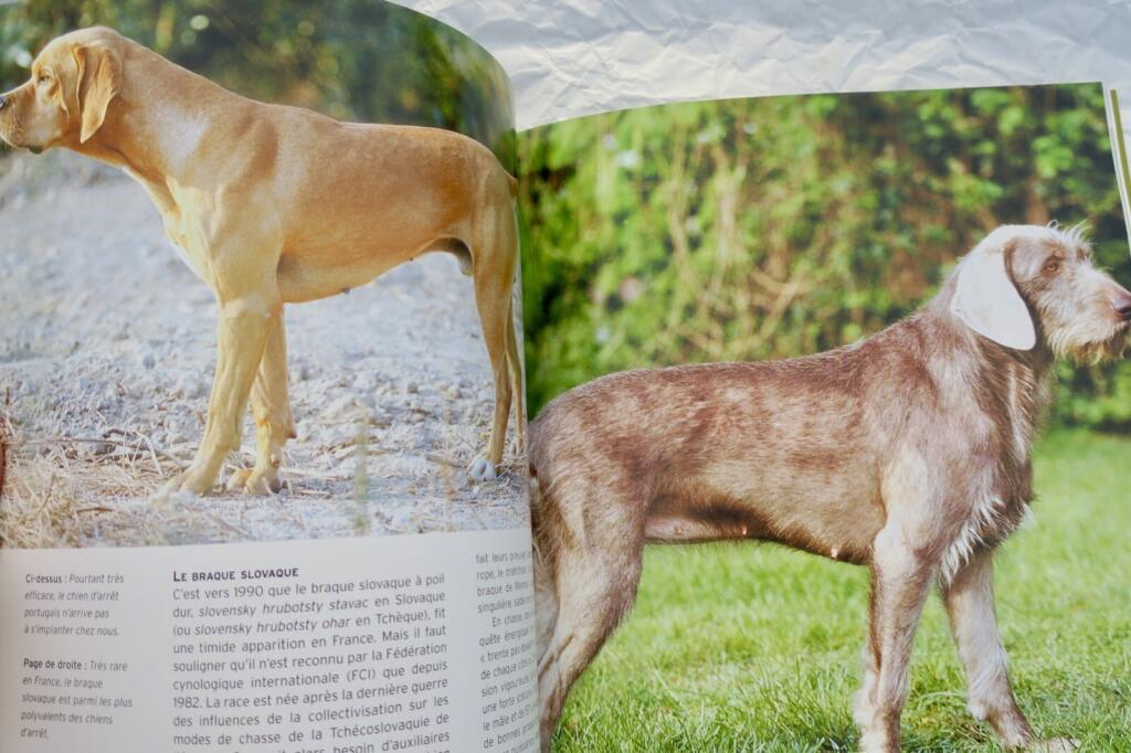Überblick über Jagdhunde