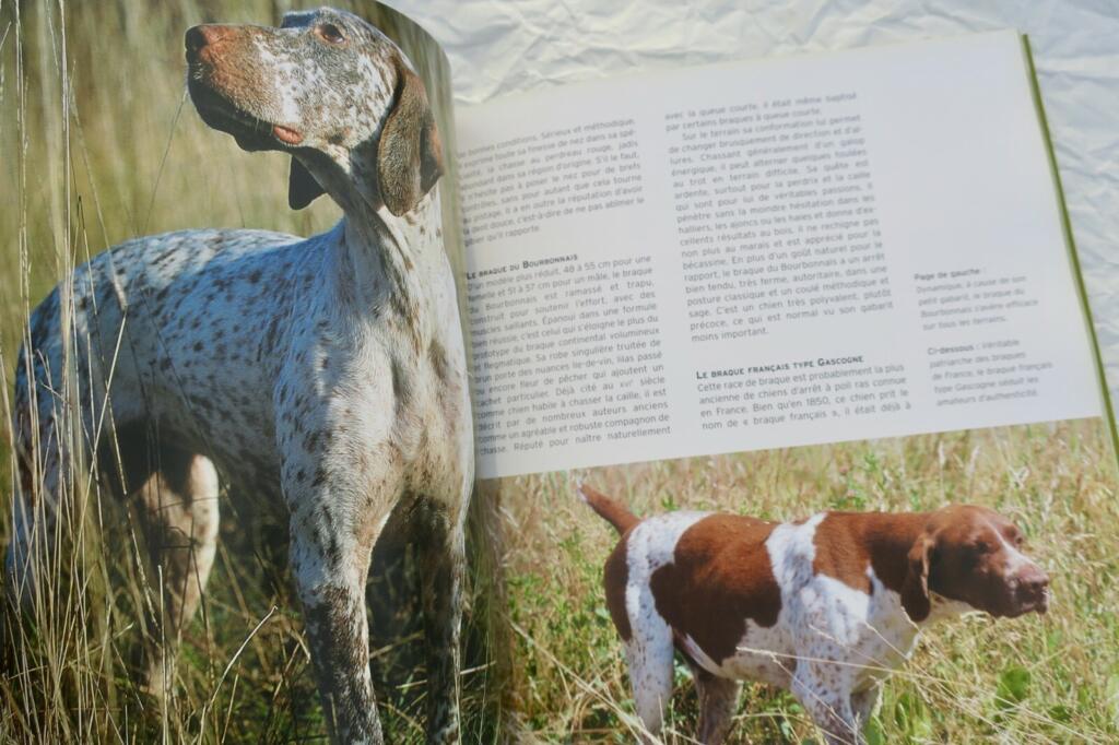 Überblick über Jagdhunde