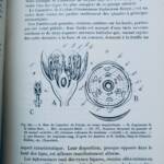 Comprehensive Botany Treatise with Anatomy and Physiology