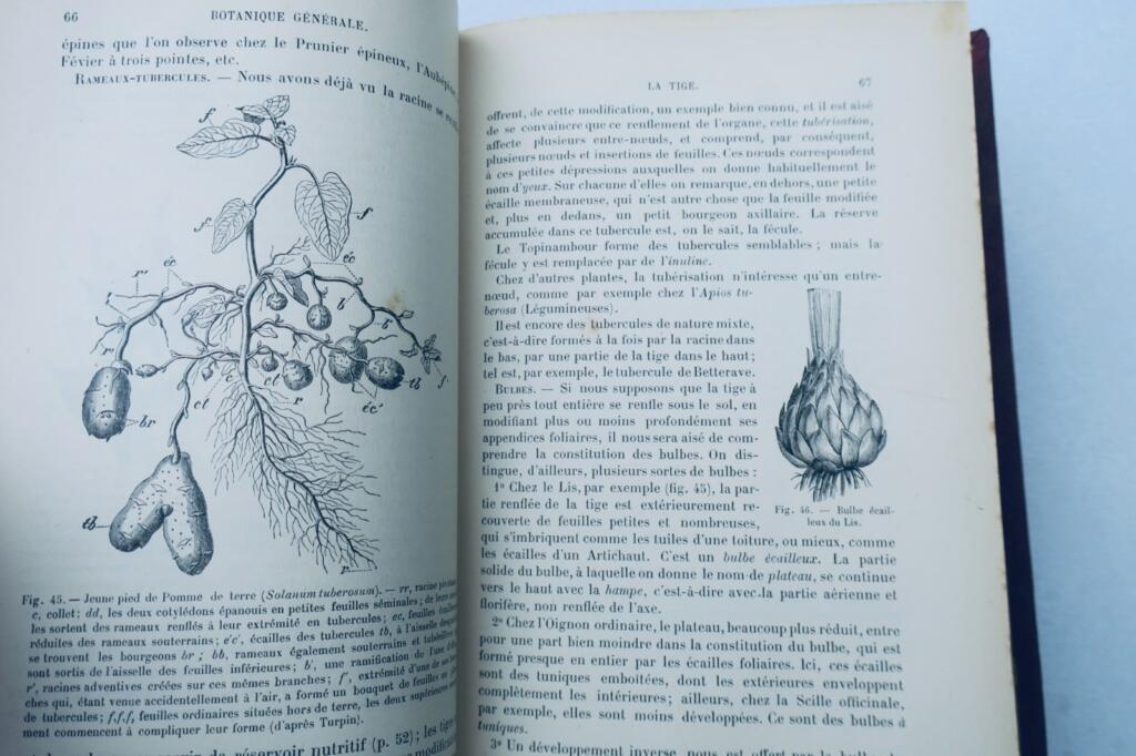 解剖学と生理学を含む包括的植物学論文