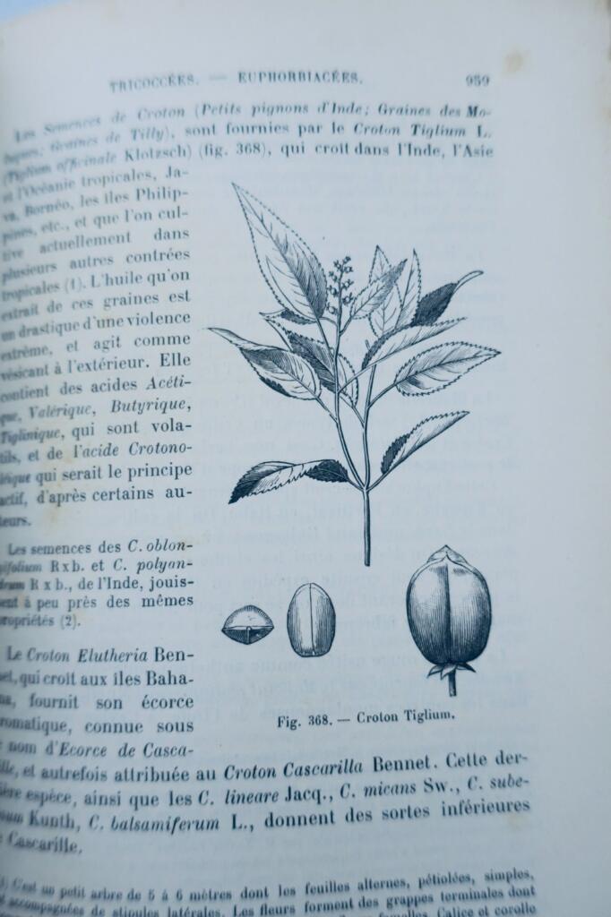 解剖学と生理学を含む包括的植物学論文