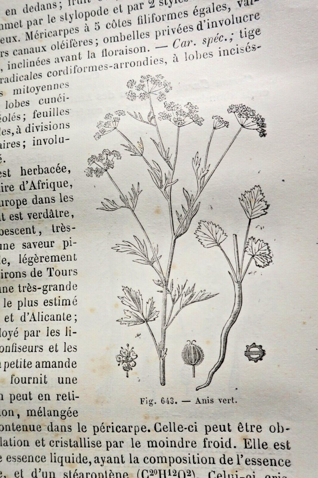Drogues Histoire naturelle des drogues simples 1876 – Image 4