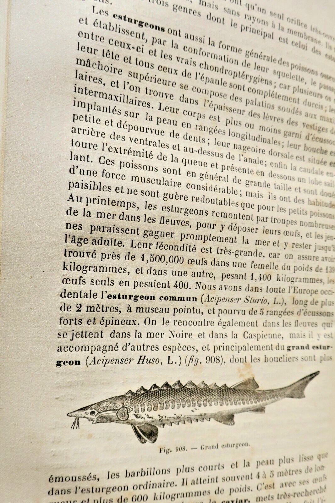 Drogues Histoire naturelle des drogues simples 1876 – Image 6