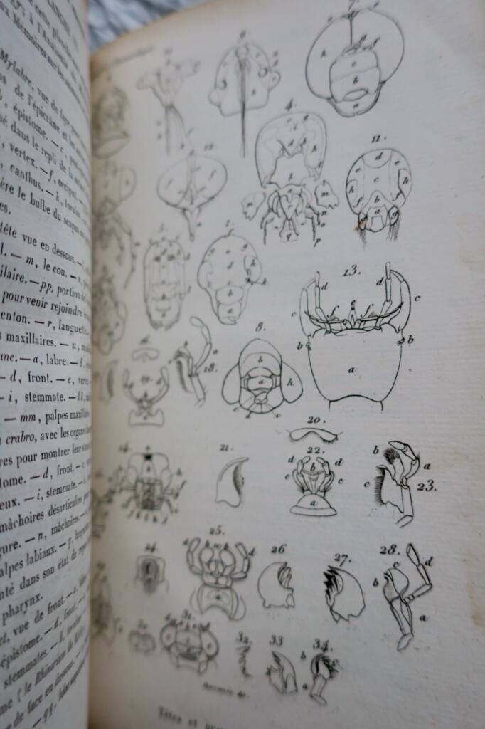 Introduction to Insect Study