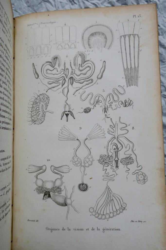 Entomology LACORDAIRE Introduction to Entomology 1834