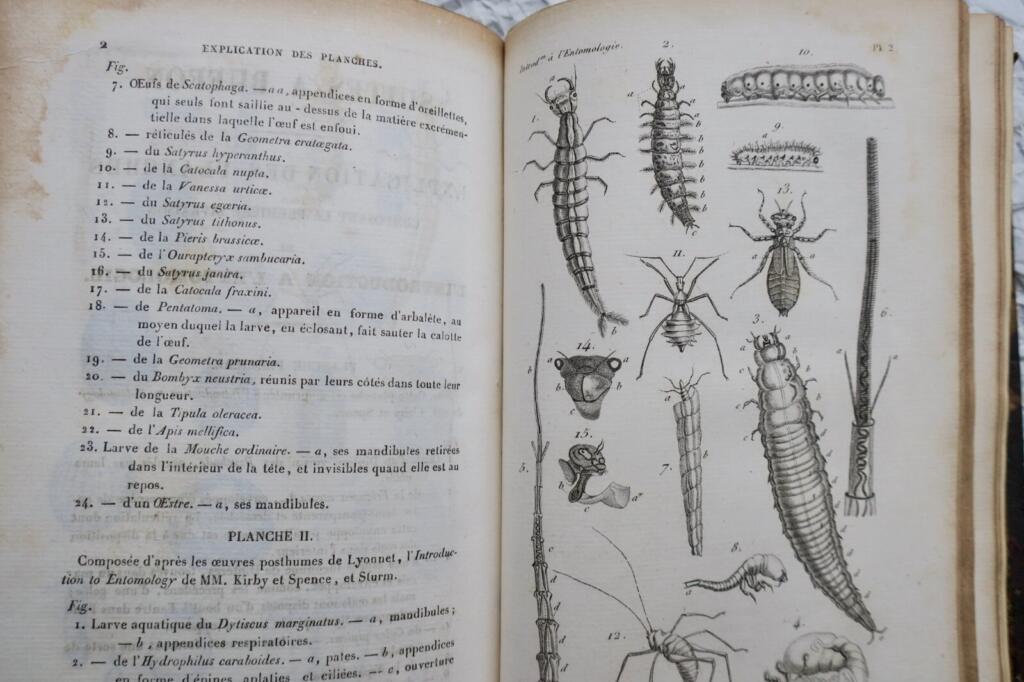 Introduction to Insect Study