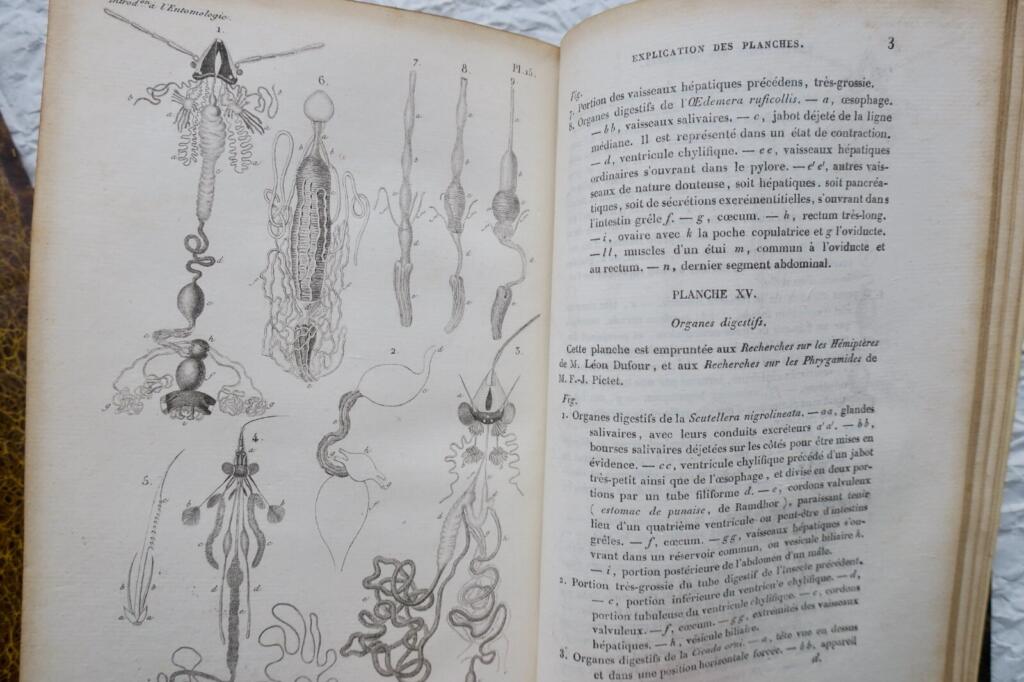 Entomology LACORDAIRE Introduction to Entomology 1834