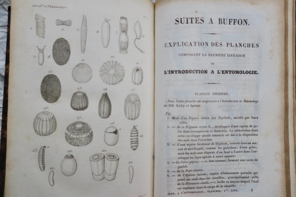 Introduction to Insect Study