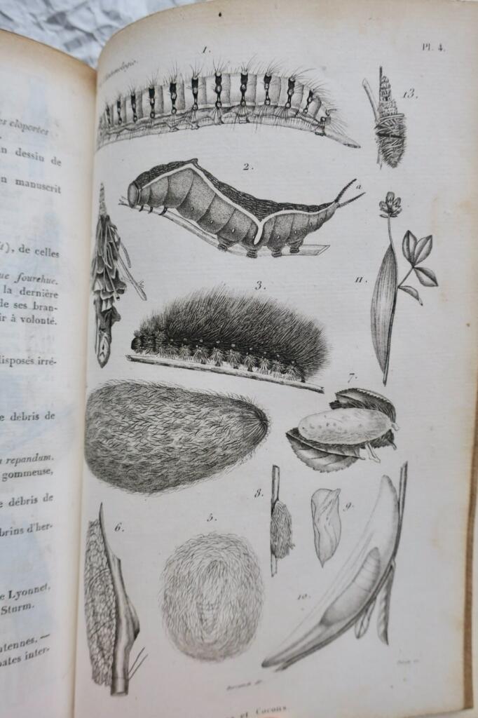 Introduction to Insect Study