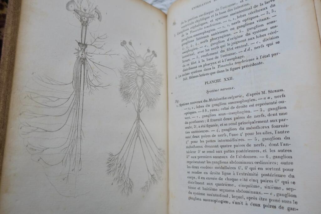 Entomology LACORDAIRE Introduction to Entomology 1834
