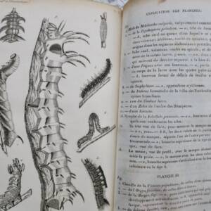 Entomologie LACORDAIRE Introduction à l'entomologie 1834