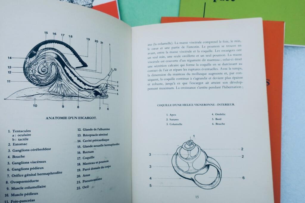 Complete Guide to Snail Farming