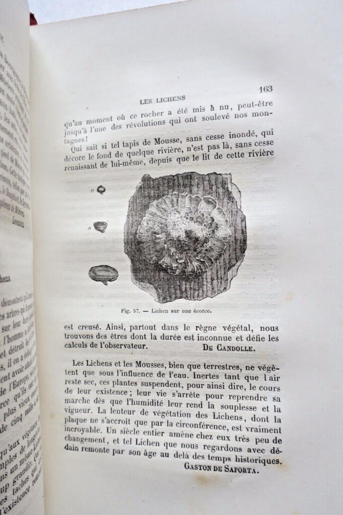 Botanische Vorträge von 1882