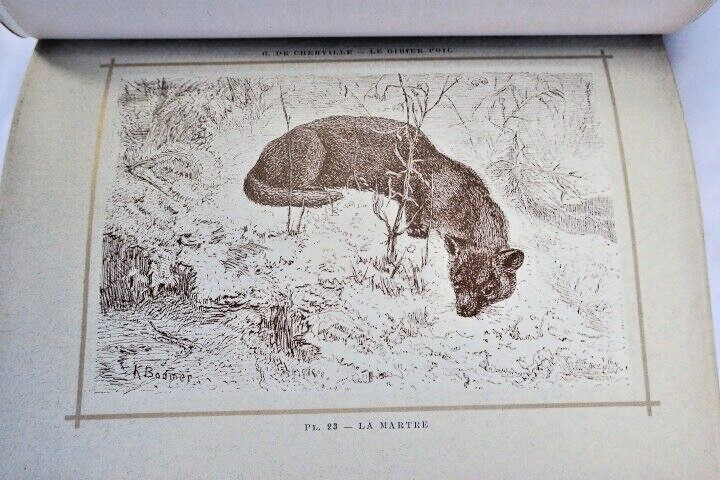 Hunting Mammals Overview – Image 7