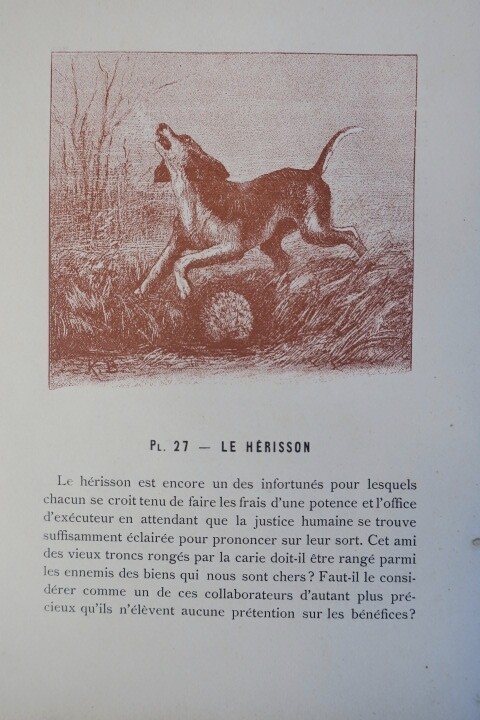 Hunting Mammals Overview – Image 6