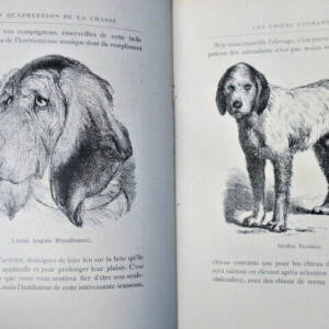 Gibier Cherville Les quadrupèdes de la chasse