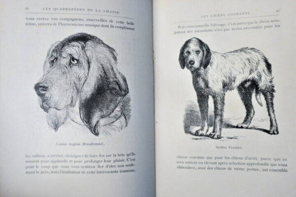 Hunting Mammals Overview