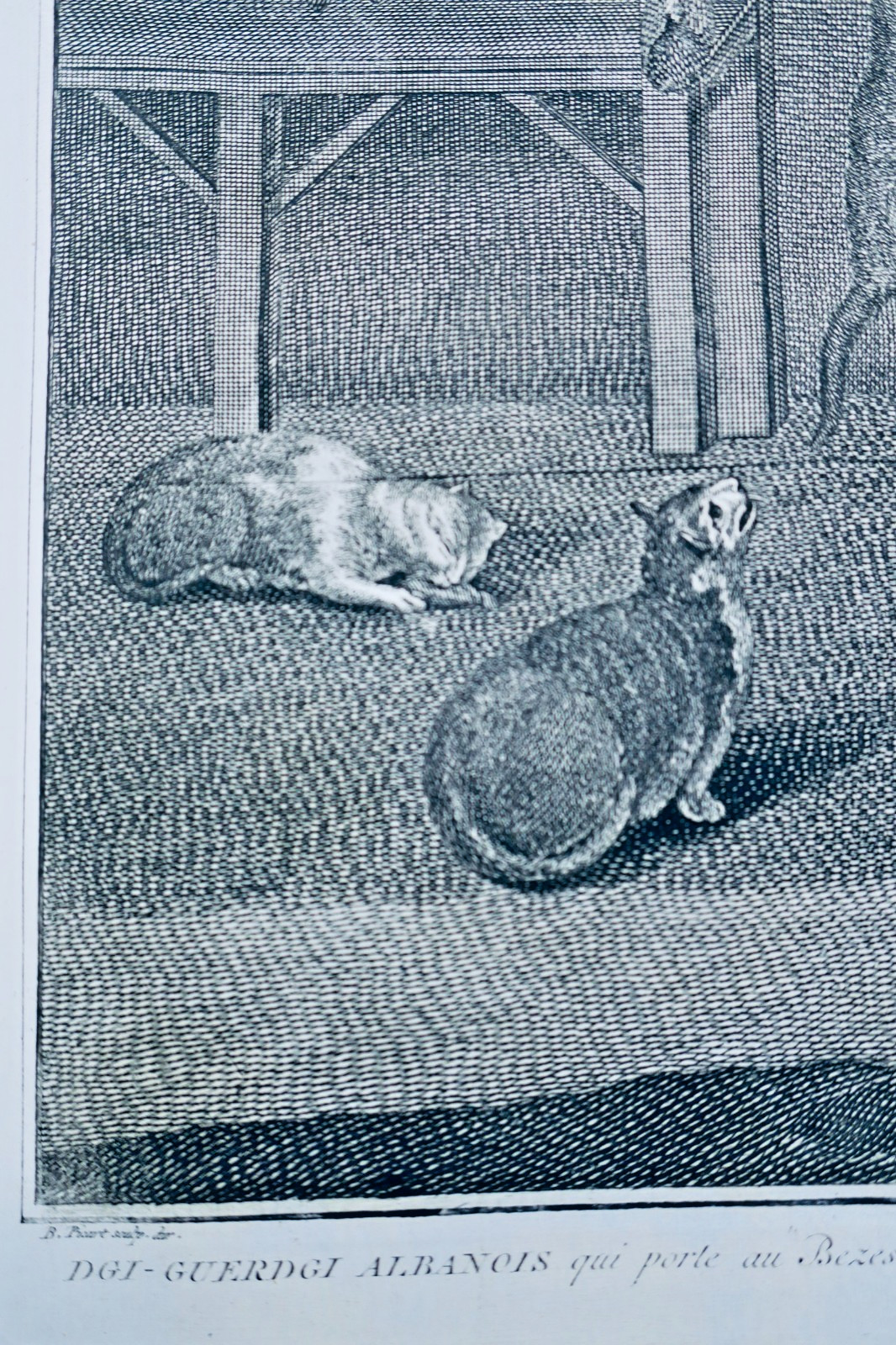 Guerdgi Albanois qui porte au Bezestein des Foyes de Mouton pour nourrir les cha – Image 4