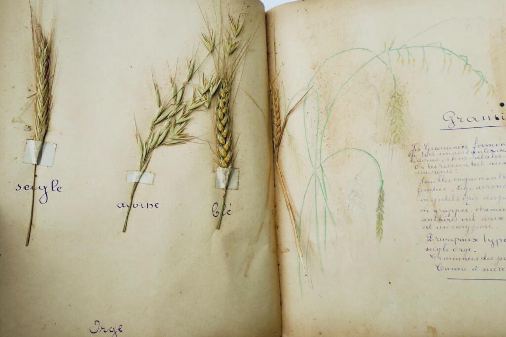 14幅与17幅植物图谱与原画