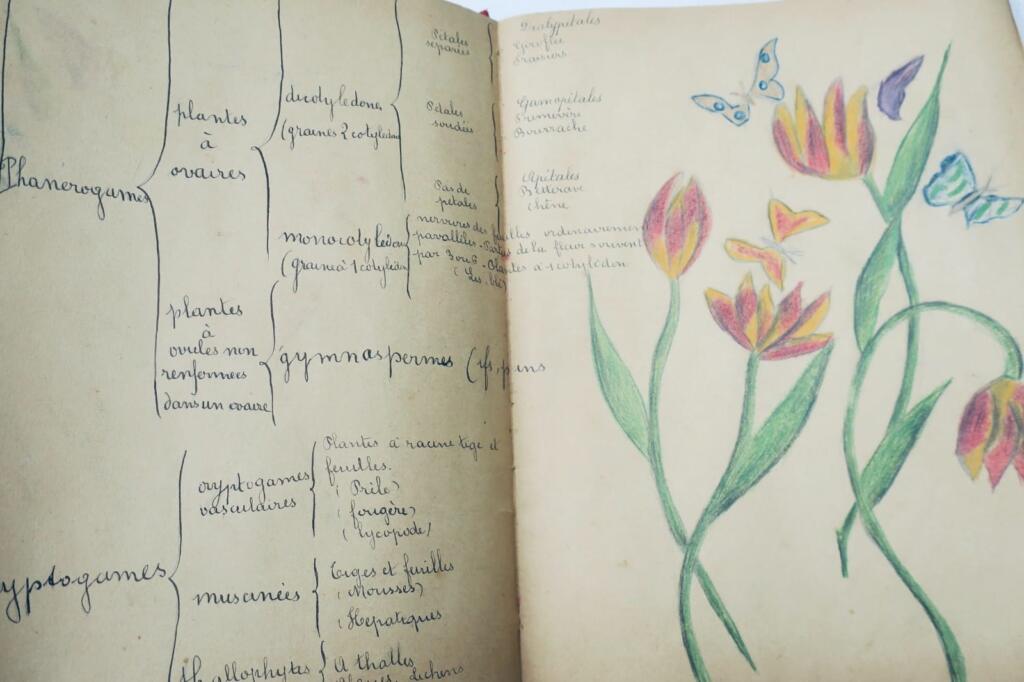14幅与17幅植物图谱与原画