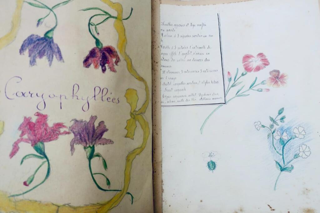 14幅与17幅植物图谱与原画