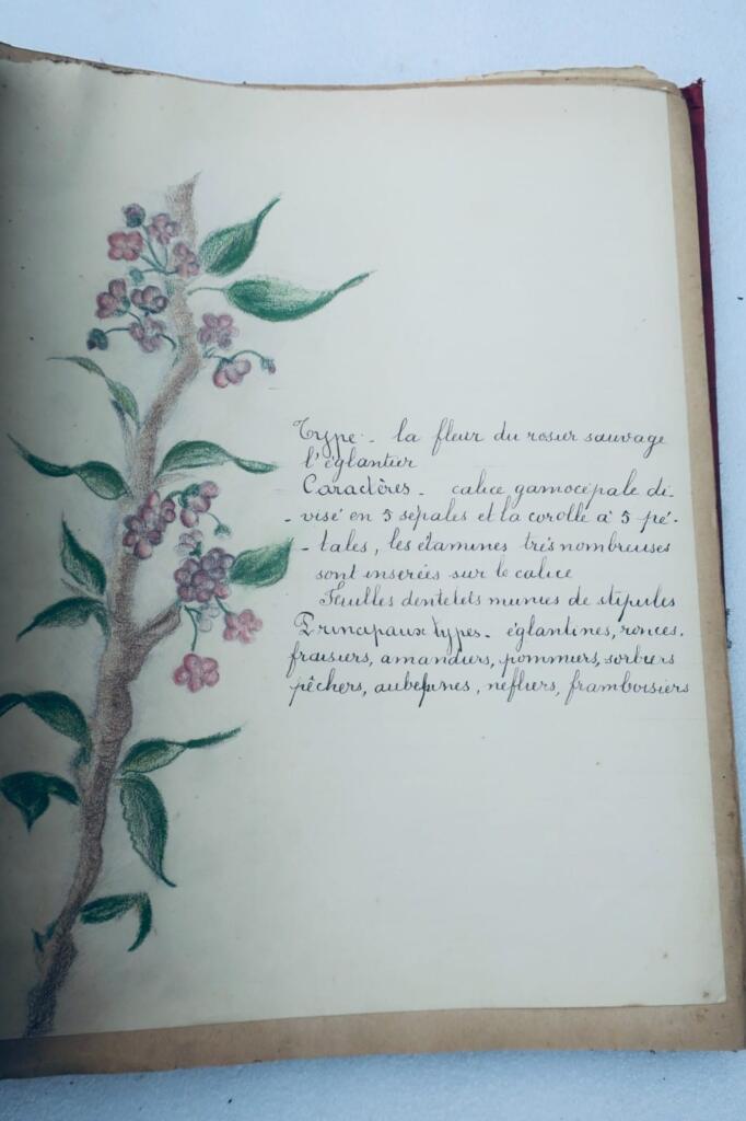 14幅与17幅植物图谱与原画