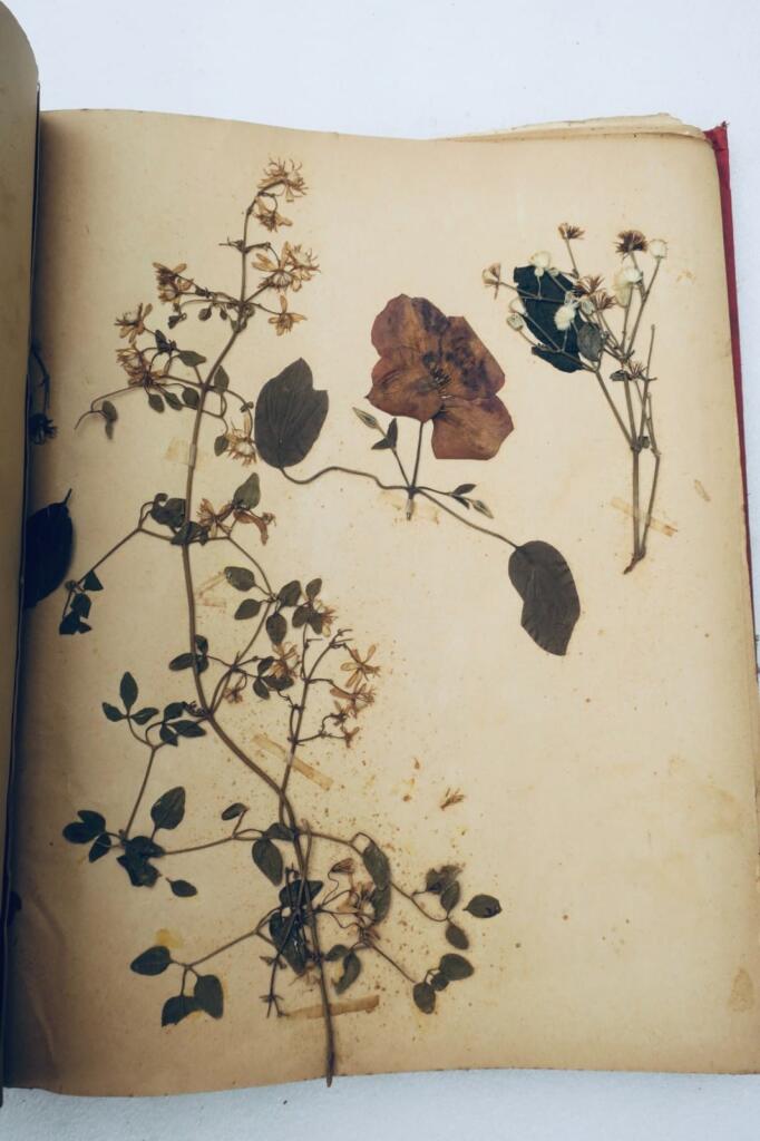 14幅与17幅植物图谱与原画