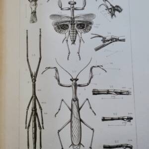 Insectes Orthoptères, Thysanoures et Orthoptères 1890
